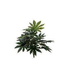 BUSH ARALIA X 18 CM.48