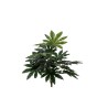 Bush Aralia X 18 Cm.48