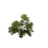 Bush Philosellum X 18 Cm.48