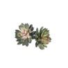 Echeveria Cm 11