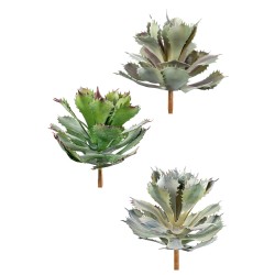 Piantina  Agave Potatorium Cm.28