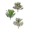 Piantina  Agave Potatorium Cm.28