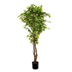 Pianta Ficus Cm.150 Foglie 840