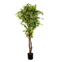 PIANTA FICUS CM.150 FOGLIE 840