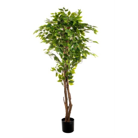 PIANTA FICUS CM.150 FOGLIE 840