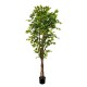 PIANTA FICUS CM.180 FOGLIE 1008