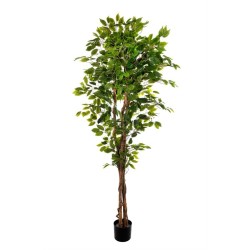 Pianta Ficus Cm.180 Foglie 1008