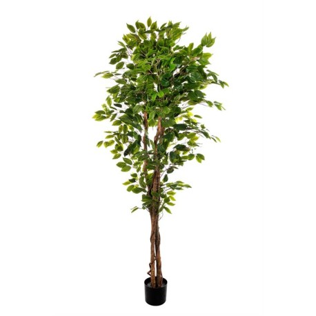 PIANTA FICUS CM.180 FOGLIE 1008