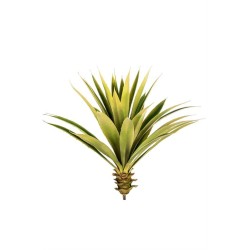 Agave Cm.60