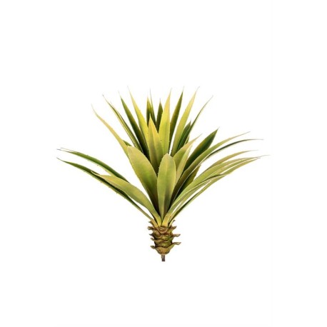 AGAVE CM.60