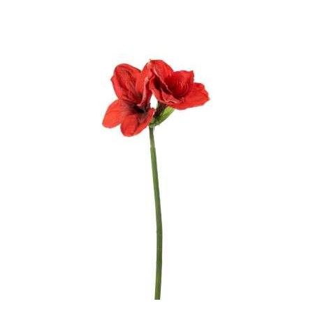 QUEEN AMARYLLIS H. CM.67 RED