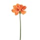 QUEEN AMARYLLIS H. CM.67 ORANGE