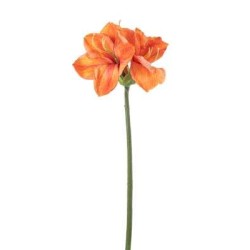 Queen Amaryllis H. Cm.67 Orange