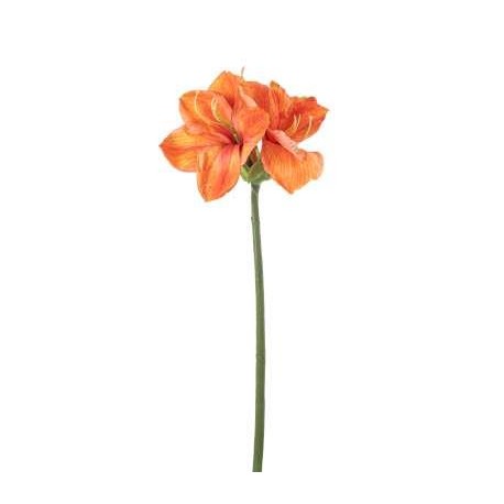 QUEEN AMARYLLIS H. CM.67 ORANGE