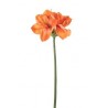 Queen Amaryllis H. Cm.67 Orange