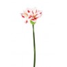 Queen Amaryllis H. Cm.67 Rosa Chiaro