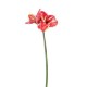 QUEEN AMARYLLIS H. CM.67 RED/WHITE