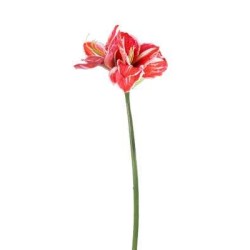 QUEEN AMARYLLIS H. CM.67 RED/WHITE