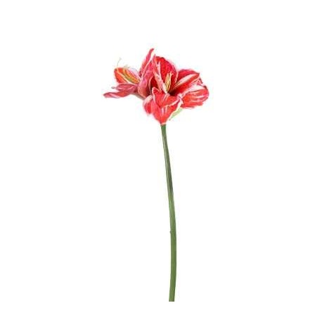 QUEEN AMARYLLIS H. CM.67 RED/WHITE