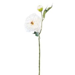 PEONIA CON BOCCIOLO DRY  WHITE CM.64