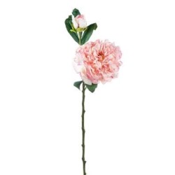 Peonia Con Bocciolo Dry  Pink  Cm.64