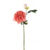 Peonia Con Bocciolo Dry D.pink  Cm.64