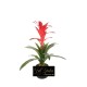 GUZMANIA IN VASO CM.60