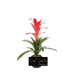 Guzmania In Vaso Cm.60