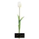 TULIPANO NATURAL TOUCH  H.47 WHTE