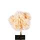 BOUQUET ORTENSIE CM.35 CREMA