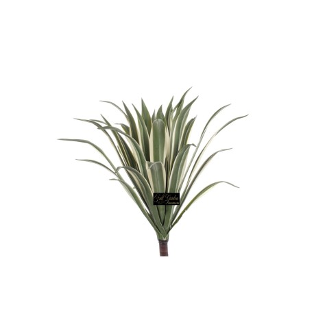 CIUFFO DRACENA VARIEGATO