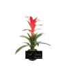 Guzmania Red Cm.46