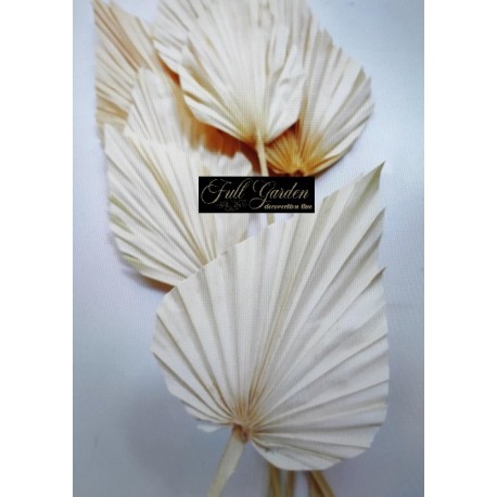 *** PALM SPEAR X 5 BIANCO