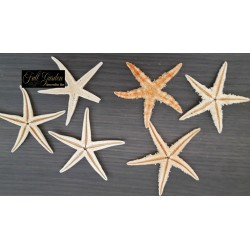 ***stelle Marine Baby Cm 2/3 Pz. 100 Naturale