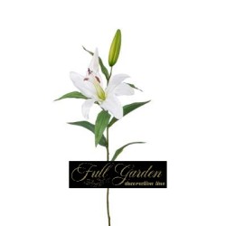 Lilium Cm.68 Crema