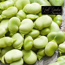 Fava Superaguadulce  Kg. 1