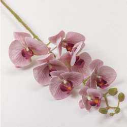 Ramo Orchidea X 7 Cm 74 - Lavender