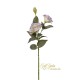 Ramo Lisianthus X 2 Cm 70 - Cream/la Ng037