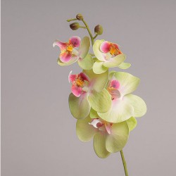 Ramo Mini Orchidea X 5 Cm 44 - Green Pink Gr82