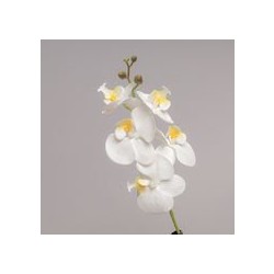 Ramo Mini Orchidea X 5 Cm 44 - White Wh82