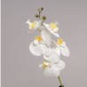 Ramo Mini Orchidea X 5 Cm 44 - White Wh82