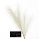 Ramo Pampas  Cm.85 Crema