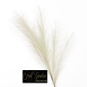 Ramo Pampas  Cm.85 Crema