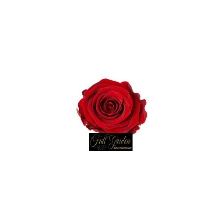 ROSE STABILIZZATE X 9  CM 3 ROSSE