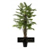 PIANTA PHILOSELLUM 33 FOGLIE