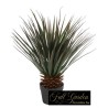 Cycas 100 Foglie Cm.60