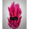 °°°lagurus Gr.100 Fuxia