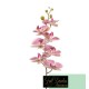 PHALENOPSIS NATURAL TOUCH PINK CM 87