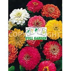 Zinnia Fior Di Dalia Mix Gr 0,9 (semi)