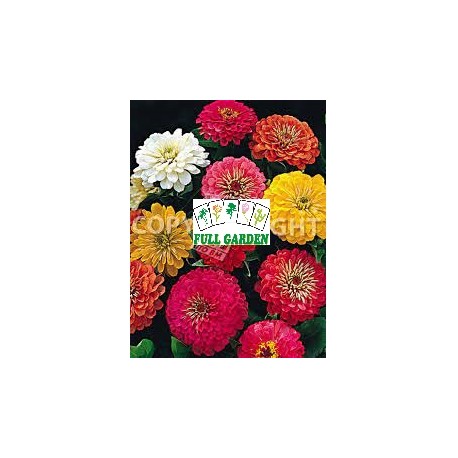 ZINNIA FIOR DI DALIA MIX GR 0,9 (SEMI)